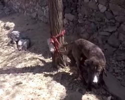 Villagers Find Injured Dog And Tie Him To A Tree So He Can’t Run Away