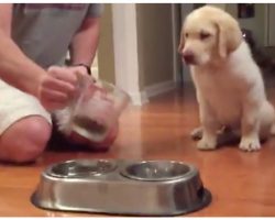 Labrador Pup Won’t Eat Without Their Prayer Routine