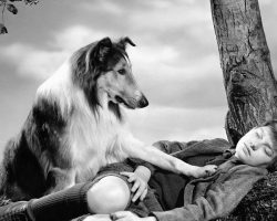 Find Out Who The Wonder Dog Behind Lassie Is!