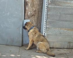 Dog Waits By Gate After Being Kicked Out Of Home For Not Barking