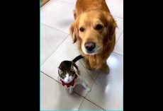 Overprotective Golden Retriever Dog Constantly Saves Cat From Trouble