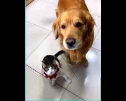 Overprotective Golden Retriever Dog Constantly Saves Cat From Trouble