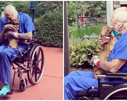 Navy Vet Reunites With Chihuahua Who Saved His Life After Having A Stroke