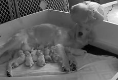 They Saw Their Toddler On Puppy Cam Comforting The Mother Dog