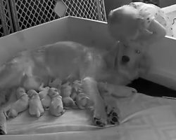 They Saw Their Toddler On Puppy Cam Comforting The Mother Dog