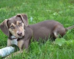 Couple Discovers A 3-Year-Old Girl Lying In A Ditch After Their Rescue Dog Began Acting Strangely