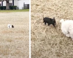 Little Pig Comes Out Of The Bushes And Befriends A Small White Dog