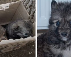 Ukrainian man spots box on the side of the road with puppies inside