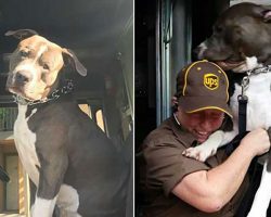UPS driver, who forms bond with pit bull while on delivery route, adopts him after owner dies