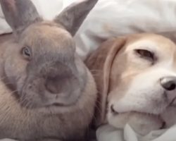 Mom Walks In On An Adorable Nap Between The Dog And A Little Friend