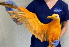 Vets learn rescued ‘exotic’ bird is actually a seagull covered in curry