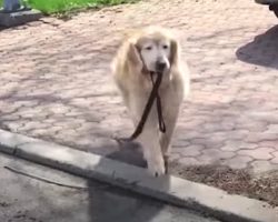 Senior Dog Grabs Leash Every Day To Visit His Elderly Neighbor