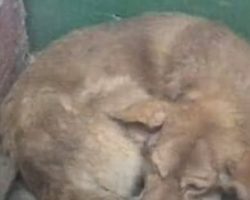 Sad Dog Wouldn’t Leave The Gravestone Of His Deceased Owner No Matter What