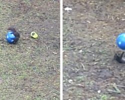 Squirrel Finds A Toy In The Yard And Decides To Have A Ball