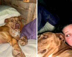 Woman wakes up to 90-pound dog snuggling with her in bed, only it’s not her pup