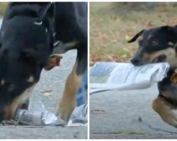 Unwanted Stray Dog Finds New Purpose As The Town Newspaper Delivery Boy