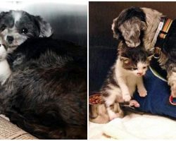 Homeless Dog Finds A Stray Kitten On The Streets, Nurses Her & Saves Her Life