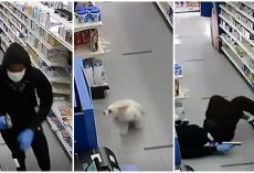 Tiny Dog Scare Away Robbers Who Ran In The Pharmacy With Guns