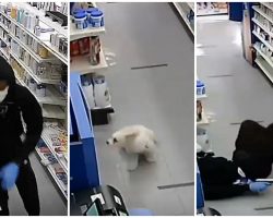 Tiny Dog Scare Away Robbers Who Ran In The Pharmacy With Guns