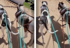 Dog And Horse With The Same Markings Do Everything Together & Confuse Everyone