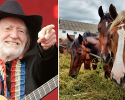 Willie Nelson Lets 70 Horses Roam Freely At His Texas Ranch After Rescuing Them From Slaughterhouse