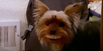 Yorkie Steals Dad’s Fake Teeth and Struts Around With Toothy Grin
