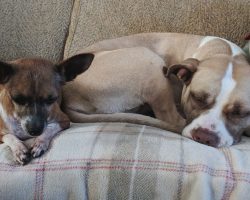 Rescue Dog Refuses To Leave Without Her Best Friend