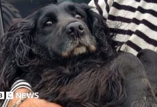 After Three Days in Sudbury Storm Drain, A Dog Was Found Alive