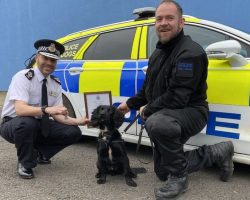 Black Spaniel With Sad Back Story Becomes Police Dog