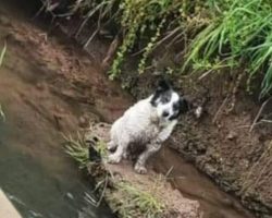 Locals Who Saved A Dog From River Wants To Reunite It With Owner