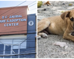 Stray Dogs Are Trained As Service Animals in Quezon City, Philippines