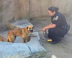 Loose Dog Rescued After Jumping into Zoo’s Gorilla Habitat