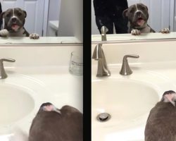 Adorable Pit Bull Sings To Her Reflection In Mirror