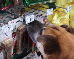 Homeless Dog Is Brought To The Pet Store And Gets Everything He Touches