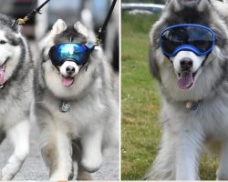 A Blind Husky Found Friendship With His Own Service Dog