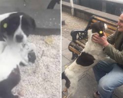 Lost Dog Lives On the Street, Finally Reunites With His Owner
