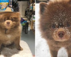 Pomeranian Dog Who Was Abandoned Because His Too Big Became Instagram Star