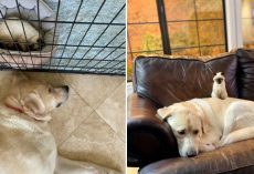 Giant Yellow Labrador Helps Siamese Cat Adjust to Her New Home