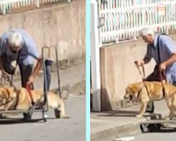 Elderly Man Pushes His Disabled Dog On a Cart So He Can Still Go For a Walk