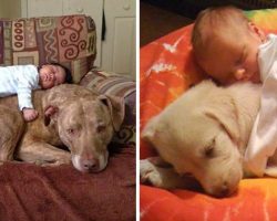 These 14 Heartwarming Photos Will Show That Dogs Are Needed in Children’s Life