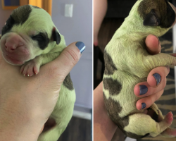 A Bulldog Gives Birth To a Rare Green-furred Puppy