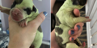 A Bulldog Gives Birth To a Rare Green-furred Puppy