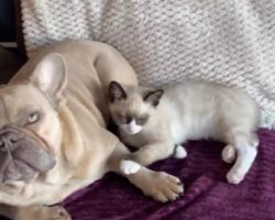 Guy Discovered What His Dog And Cat Is Up To When He’s Away