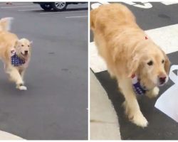 Adorable Video Shows Dog Delivering Chick-fil-A To Its Owner