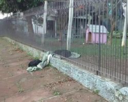 Puppy Drags His Blanket and Shares To Homeless Dog