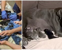 Mastiff Breaks A National Record By Giving Birth to 21 Puppies
