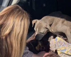 Dog Missing for 12 Years Got Reunited with Owner