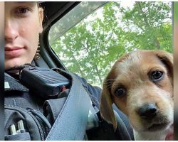 Police Officer Adopts Abandoned Injured Puppy After Saving Her Life