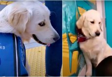 Anti-social Service Dog Doesn’t Fit In, Won’t Play Till He Met Kindred Spirit