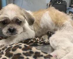 After 5 Years, The Owners And A Stolen Shih Tzu Were Reunited In New Jersey